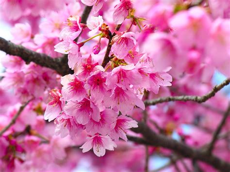 romantic flowers cherry blossom flower