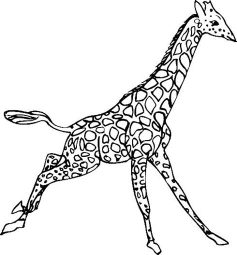 giraffes coloring page  coloring kids