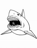 Coloring Pages Shark sketch template