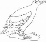 Albatross Coloring Pages Bird Birds Cute Template Coloringbay Recommended sketch template