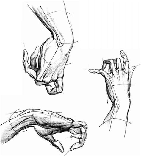 proportions  human hand  fingers drawing hands