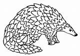 Pangolin Colorare Giant Pangolino Gigante Disegnare sketch template