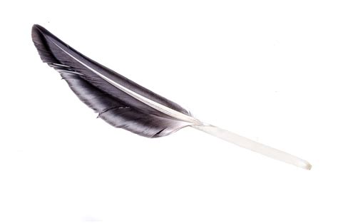 black feather  stock photo public domain pictures