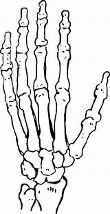 Skeleton Hand Drawing Outline Human Bones Drawings Clipart Hands Bone Draw Printable Skeletal Body Big Illustration Publicdomainpictures Tattoo Female Line sketch template