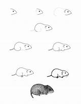 Vole Drawing Meadow Draw Lesson Citing Reference sketch template