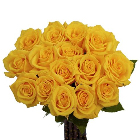 globalrose dozen yellow roses vars  dozen yellow roses  home depot