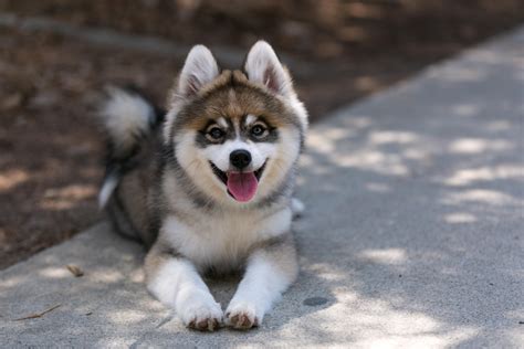 photo  arguably  cutest dog  norman  pomsky aww