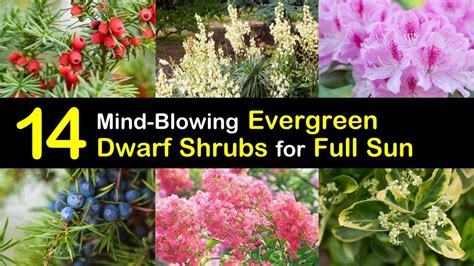 mind blowing dwarf evergreen shrubs  full sun