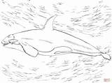 Orca Whale Ausmalbild Killerwal Supercoloring Zeichnen sketch template