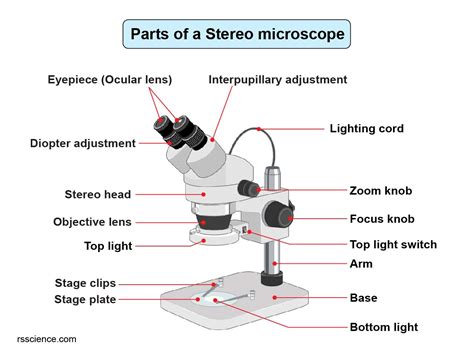 parts  stereo microscope dissecting microscope labeled diagram functions