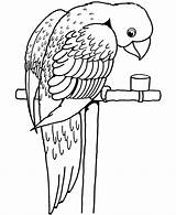 Arara Comendo Desenho Parrot Tudodesenhos sketch template