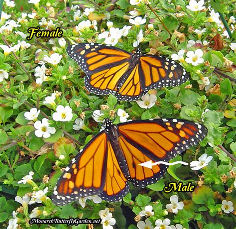 female or male monarch butterfly see the differences