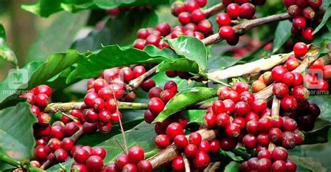 coffee plantation destinations  visit  india onmanorama travel