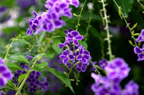 shrubs  purple flowers