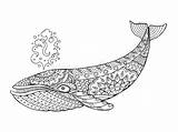 Whale Balena Colorare Zentangle Colouring Vettore Tatuaggio Illustrazioni sketch template