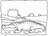 Ws Alligator Alligators Crocodiles sketch template
