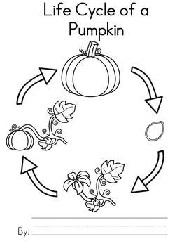pumpkin life cycle writing activity pumpkin life cycle life
