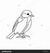 Coloring Titmouse Tit Shutterstock Blue 1600px 53kb 1500 Vector Book Welcome sketch template