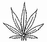 Leaf Weed Marijuana Drawing Pot Coloring Clipart Pages Outline Plant Clip Hemp Sketch Stencil Printable Designs Clipartmag Color Getcolorings sketch template