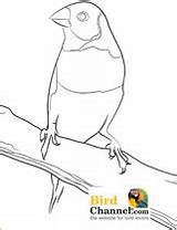 Finch Coloring Designlooter 82kb 210px Bird sketch template