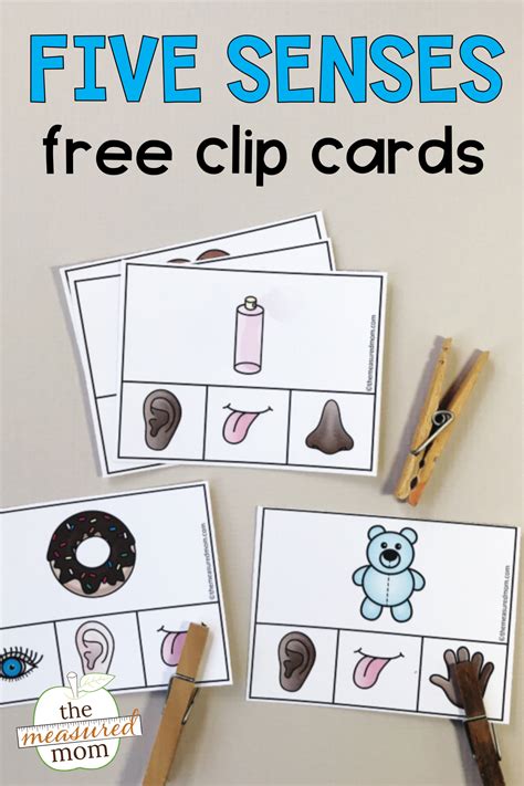 senses clip cards senses preschool kindergarten science