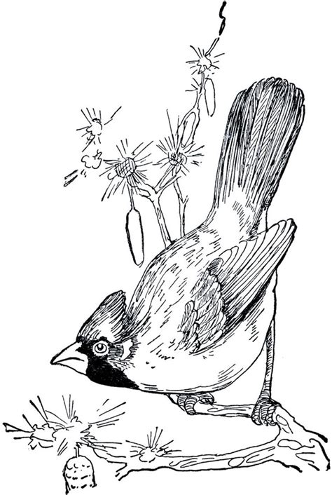 cardinal images beautiful birds bird drawings cardinal drawing