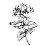 Jasmine Sampaguita Drawing Arabian Sketch Flowers Illustration Plant Outline Graphic Leaves Paintingvalley Drawn Drawings Hand Vector Background Benefits Health sketch template
