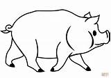 Colorear Cerdo Maiale Pig Cerdito Supercoloring Disegno Guinea Meglio Clipartkey Trace 37kb sketch template