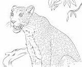 Leopard sketch template