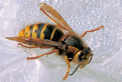 wasp queen wasp identification