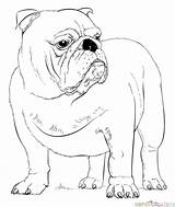 Coloring English Bulldog Pages Draw Puppy Drawing French Printable Dogs Step Dog Georgia Buldog Bulldogs Drawings British Tutorials Realistic Template sketch template