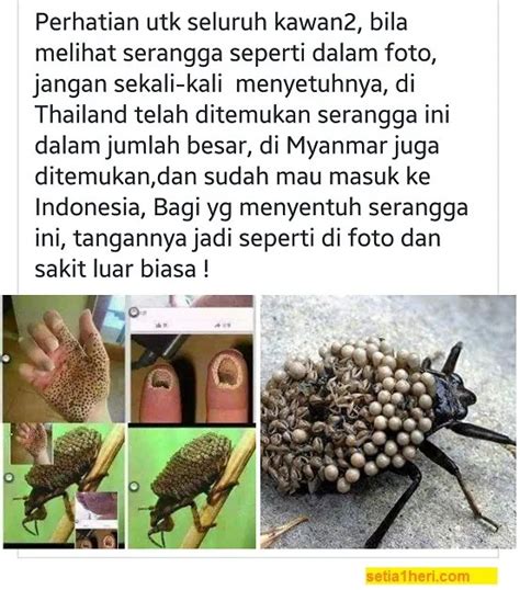 Hoax… Serangga Dari Thailand Yang Menyebabkan Tangan Bolong Bolong