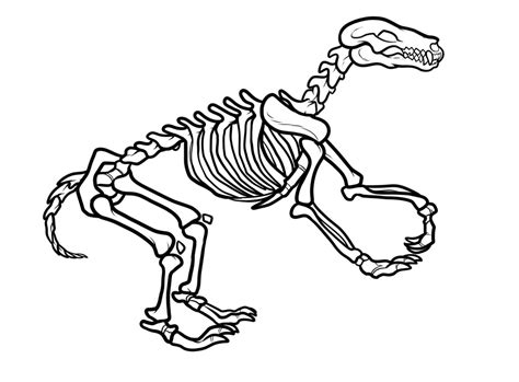 dinosaur bones template    clipartmag