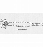 Afbeeldingsresultaten voor "alkmaria Romijni". Grootte: 172 x 185. Bron: www.marlin.ac.uk