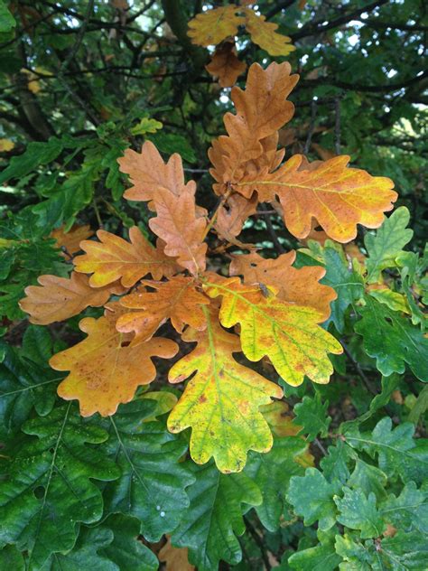 golden autumn oak leaves oak leaves wedding inspiration inspiration
