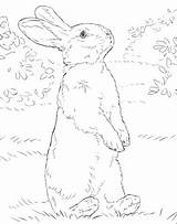 Coloring Rabbit Standing Legs Bunny Hind Drawing Pages Colouring Rabbits Printable Color Lop International September Categories Animal Choose Board sketch template