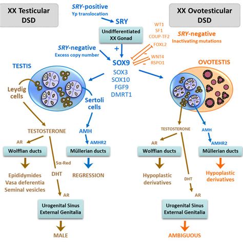 Testicular And Ovotesticular Differentiation In Xx Foetuses In