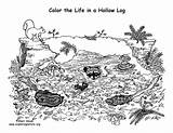 Wetland Habitats Biomes Coloringnature Sonoran sketch template