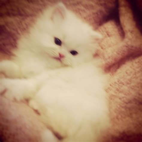 persian kittens  sale traditional white doll face persian kittens  fluffy kittens