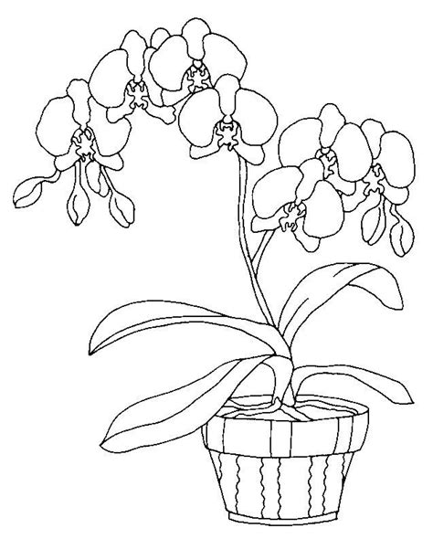 orchids coloring page  wallpaper flower coloring pages cute coloring