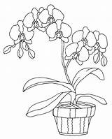 Coloring Pages Orchids Orchid Color Sheets Colouring Cute Acoloringbook Drawing sketch template