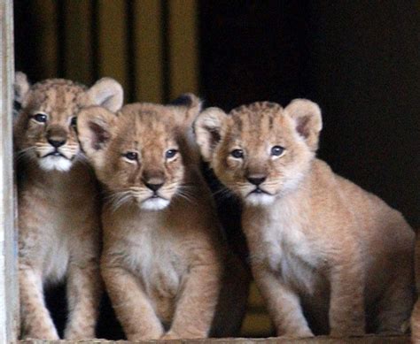 drie welpjes van nederlandse zoo opgegeten door volwassen  de standaard