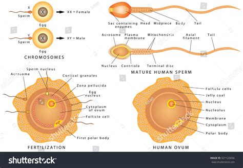 Conception Ovum Sperm Mature Human Sperm Stock Vector 321123656
