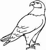 Eagle Coloring Pages Printable Bird Hawk Bald Golden Crafts Great sketch template