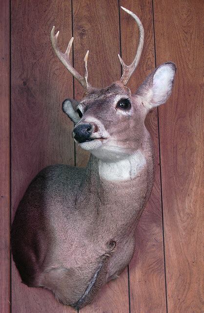 deer head flickr photo sharing