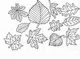 Bladeren Feuilles Coloring Feuille Kleurplaat Leaf Daun Colorare Mewarnai Animasi Gambar Foglie Bergerak Blad Coloriages Blatter Laisse Coloringpages1001 Arbre Foglia sketch template