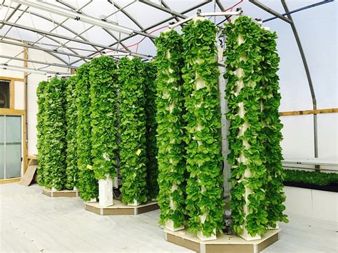 aeroponics  compliment  hydroponics   food system  space