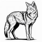 Coyote Coloring Pages Printable Color sketch template