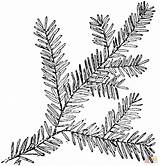 Hemlock Canadian Branch Coloring Tree Pages Drawing Leaf Leaves Printable Branches Clip Illustration sketch template