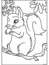 Scoiattolo Kleurplaten Eekhoorn Dieren Eichhörnchen Titel Coloratutto Folks sketch template
